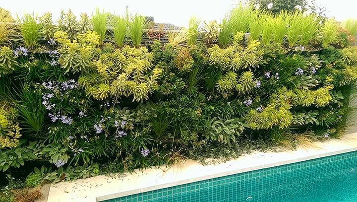 A vertical garden green wall beside a pool.