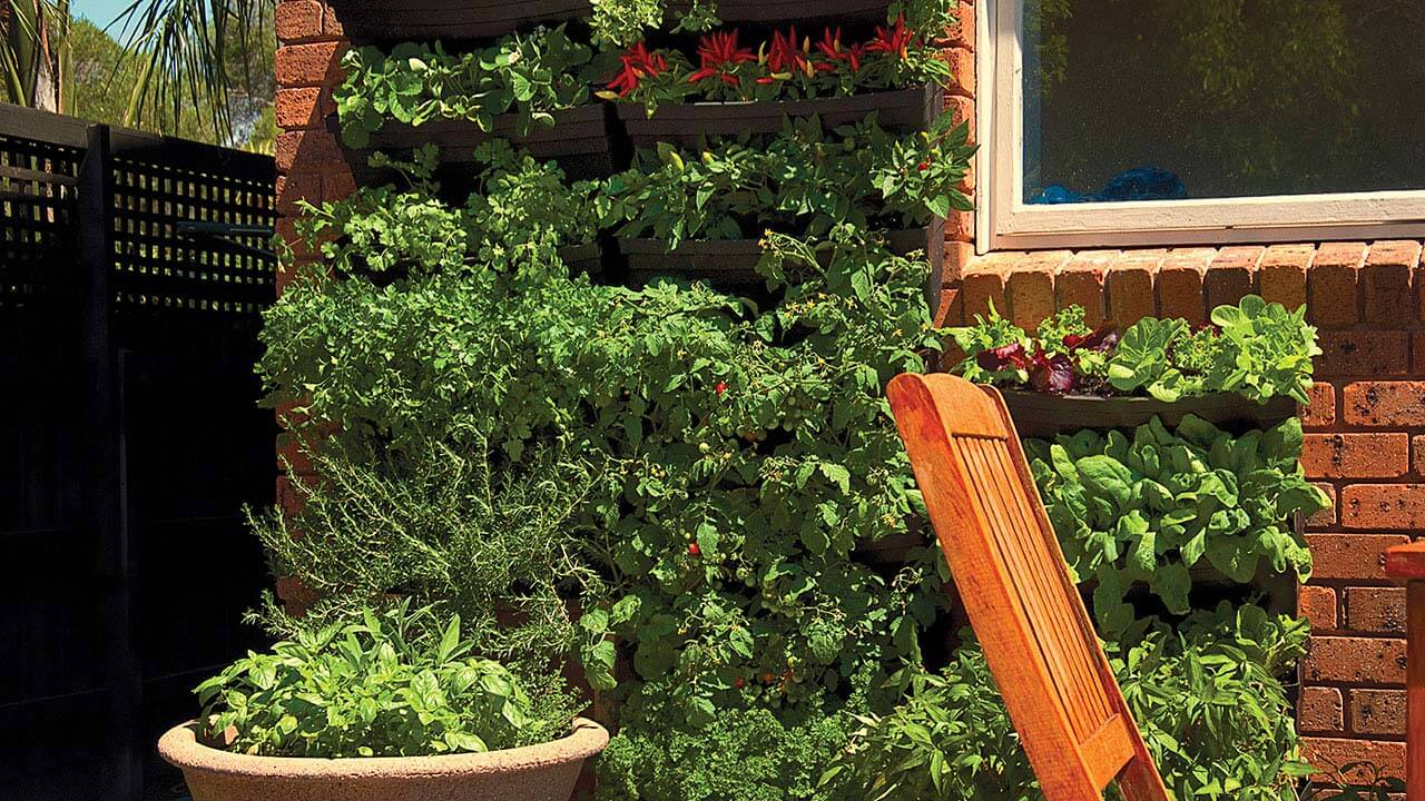 A green wall of vegetables and herbs.